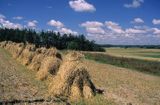 Poland, fields, sheafs, snopki zboża na polu, wyżyna Sandomierska