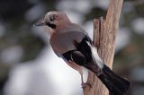 sójka Garrulus glandarius