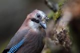 sójka Garrulus glandarius portret