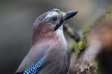 sójka Garrulus glandarius portret