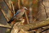 sójka Garrulus glandarius