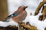 sójka Garrulus glandarius