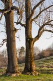 Jesiony, Sokołowa Wola, Bieszczady