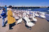 Sopot karmienie ptaków przy molo