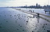 Sopot plaża, karmienie ptaków przy molo