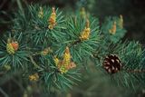 sosna zwyczajna, pospolita, Pinus sylvestris szyszka i igły - liście i pylniki - kwiaty męskie