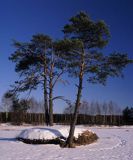 zima na Podlasiu w Kiturykach, sosna, Pinus silvestris