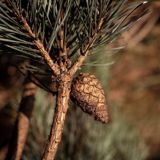 sosna zwyczajna, pospolita, Pinus sylvestris szyszka i igły - liście