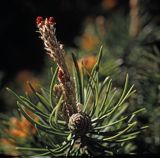 sosna zwyczajna Pinus sylvestris