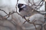 Sosnówka, sikora sosnówka, Periparus ater, Parus ater