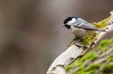 Sosnówka, sikora sosnówka, Periparus ater