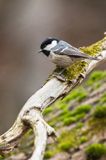 Sosnówka, sikora sosnówka, Periparus ater