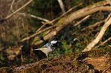 Sosnówka, sikora sosnówka, Periparus ater