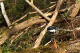 Sosnówka, sikora sosnówka, Periparus ater, Parus ater