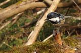 Sosnówka, sikora sosnówka, Periparus ater, Parus ater