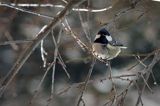 Sosnówka, sikora sosnówka, Periparus ater, Parus ater