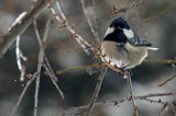 Sosnówka, sikora sosnówka, Periparus ater, Parus ater