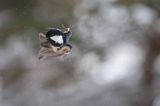 Sosnówka, sikora sosnówka, Periparus ater, Parus ater