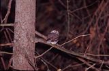 sóweczka, Glaucidium passerinum