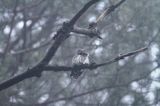 Sóweczka zwyczajna, sóweczka, Glaucidium passerinum