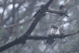 Sóweczka zwyczajna, sóweczka, Glaucidium passerinum