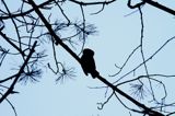 Sóweczka zwyczajna, sóweczka, Glaucidium passerinum