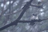 Sóweczka zwyczajna, sóweczka, Glaucidium passerinum