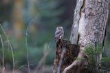 Sóweczka zwyczajna, sóweczka, Glaucidium passerinum