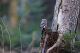 Sóweczka zwyczajna, sóweczka, Glaucidium passerinum