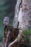 Sóweczka zwyczajna, sóweczka, Glaucidium passerinum