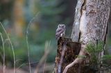 Sóweczka zwyczajna, sóweczka, Glaucidium passerinum, fałszywa szlara