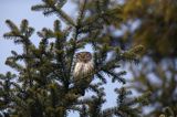 Sóweczka zwyczajna, sóweczka, Glaucidium passerinum