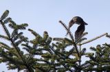 Sóweczka zwyczajna, sóweczka, Glaucidium passerinum