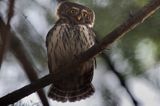 Sóweczka zwyczajna, sóweczka, Glaucidium passerinum