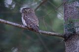 Sóweczka zwyczajna, sóweczka, Glaucidium passerinum