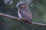 Sóweczka zwyczajna, sóweczka, Glaucidium passerinum