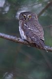 Sóweczka zwyczajna, sóweczka, Glaucidium passerinum