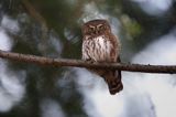 Sóweczka zwyczajna, sóweczka, Glaucidium passerinum