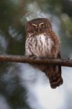 Sóweczka zwyczajna, sóweczka, Glaucidium passerinum