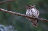 Sóweczka zwyczajna, sóweczka, Glaucidium passerinum