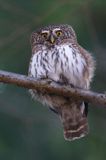 Sóweczka zwyczajna, sóweczka, Glaucidium passerinum