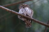 Sóweczka zwyczajna, sóweczka, Glaucidium passerinum