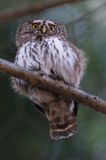 Sóweczka zwyczajna, sóweczka, Glaucidium passerinum