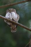 Sóweczka zwyczajna, sóweczka, Glaucidium passerinum