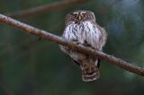 Sóweczka zwyczajna, sóweczka, Glaucidium passerinum