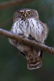 Sóweczka zwyczajna, sóweczka, Glaucidium passerinum