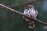 Sóweczka zwyczajna, sóweczka, Glaucidium passerinum