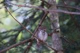 Sóweczka zwyczajna, sóweczka, Glaucidium passerinum