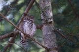 Sóweczka zwyczajna, sóweczka, Glaucidium passerinum