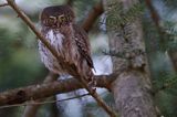 Sóweczka zwyczajna, sóweczka, Glaucidium passerinum